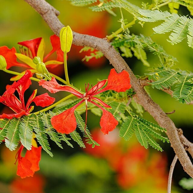 Gulmohar Seed