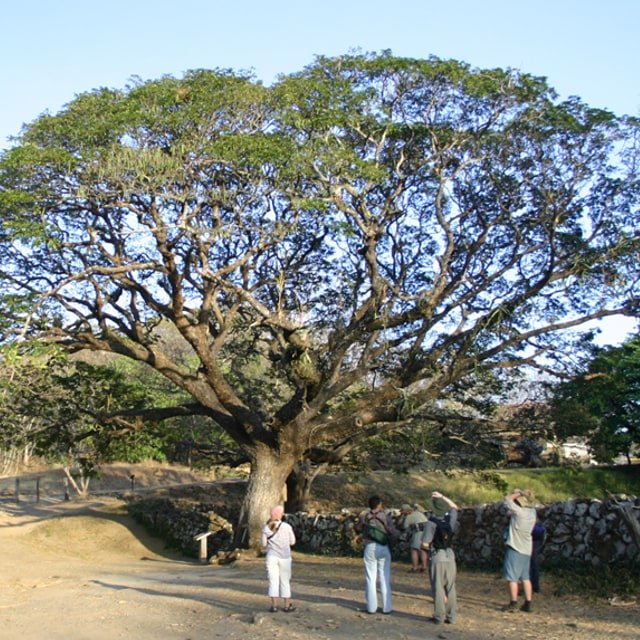 Rain Tree Seed