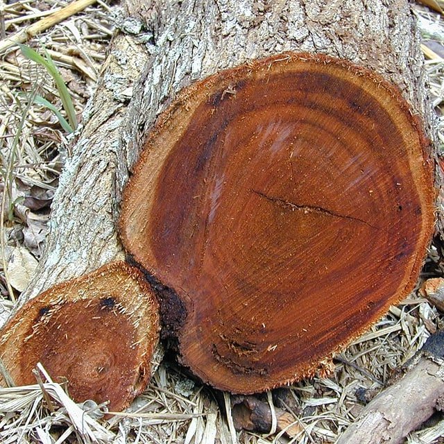 Acacia Seed
