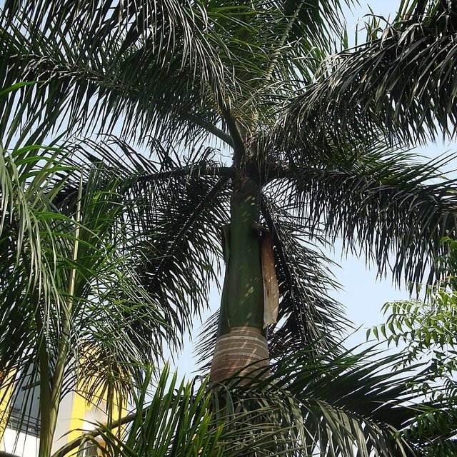 Ornamental Palm Seed